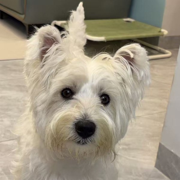 犬只照片,点击更换